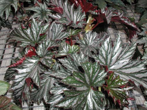 B. ‘Summerland Spectacular’